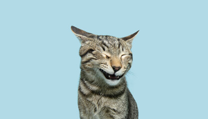 Portrait happy similing tabby cat. Isolated on blue pastel background on summer or spring season