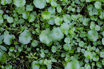 Gotu kola, Asiatic pennywort, Indian pennywort. Water plant