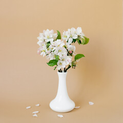 Bouquet of apple blossoming branches in a white porcelain vase on a beige background