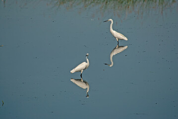 A pair of Little Egret, Egretta garzetta and their reflection in the lake. Lake Isikli, in Turkey.