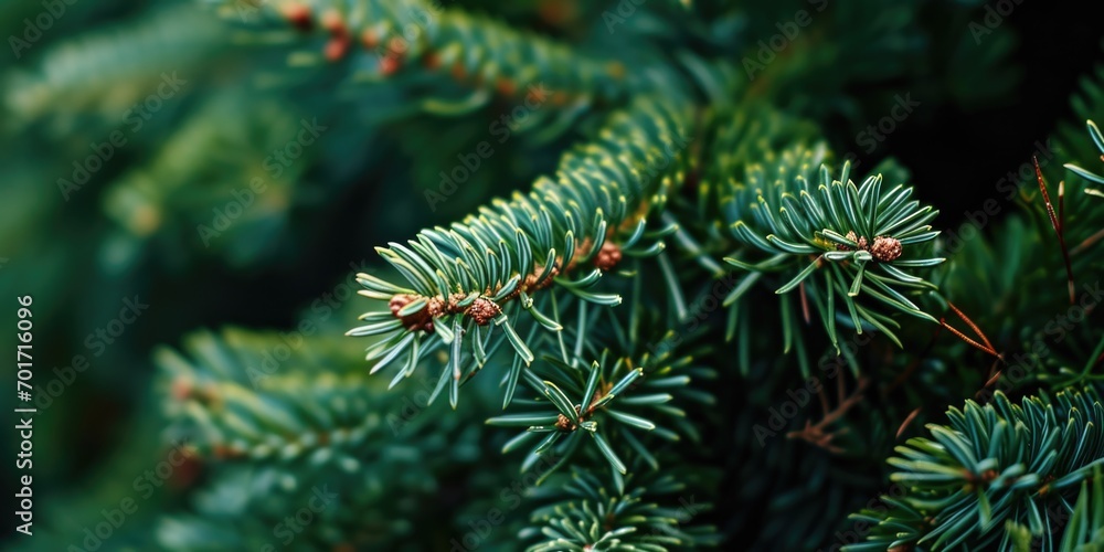 Poster Close-up view of a pine tree with vibrant green needles. Perfect for nature enthusiasts or those in need of a tranquil forest scene