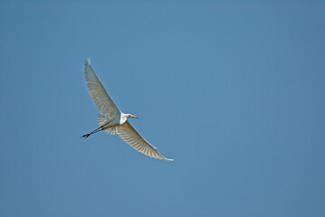 Little Egret, Egretta garzetta, flies over the lake in Isikli Lake, Turkey.