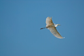 Little Egret, Egretta garzetta, flies over the lake in Isikli Lake, Turkey.