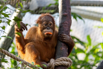 Small orangutan eating a carrot on tree