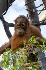 Smiling orangutan on top of a tree