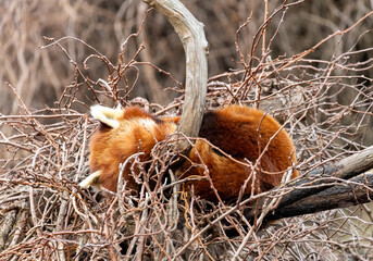 Red panda sleeping in their nest