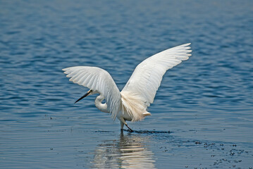 Egretta garzetta, Little Egret, in Isikli Lake, Turkey, back view with wings open.
