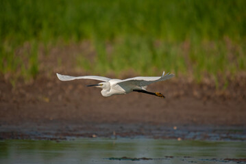 Little Egret, Egretta garzetta, flies over the lake in Isikli Lake, Turkey.