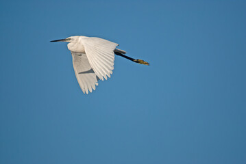 Little Egret, Egretta garzetta, flies over the lake in Isikli Lake, Turkey.