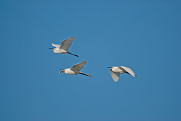 Fototapeta premium Little Egret, Egretta garzetta, flies over the lake in Isikli Lake, Turkey.