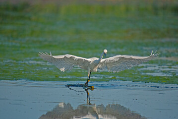Little Egret, Egretta garzetta is hunted in Isikli Lake, Turkey.