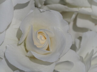 白いバラ　アイスバーグ