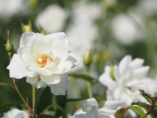 Obraz na płótnie Canvas 白いバラ　アイスバーグ