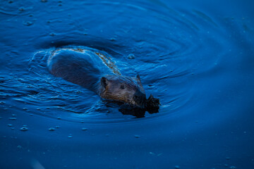 Obraz premium Scene of a beaver (Castor) in Hinton Town, Alberta, Canada.