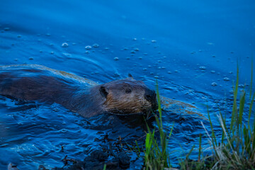 Scene of a beaver (Castor) in Hinton Town, Alberta, Canada.