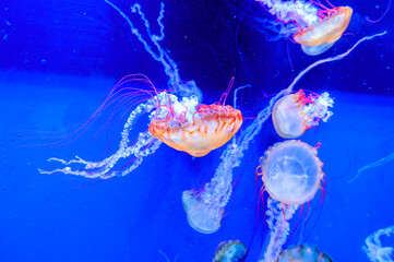 すみだ水族館