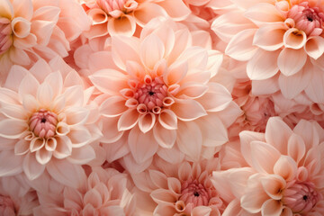 Dahlia flowers background peach fuzz color of the year 2024