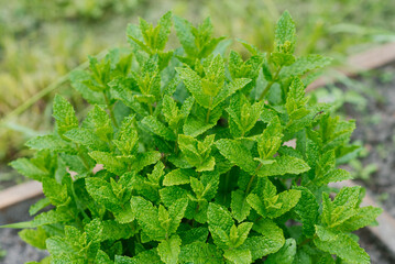 Green mint leaves close-up. Apple organic mint grows in the garden in summer