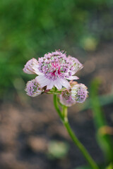 Delicate pink astrantia flowers in summer in the garden