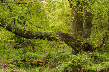 Tree in a spring forest