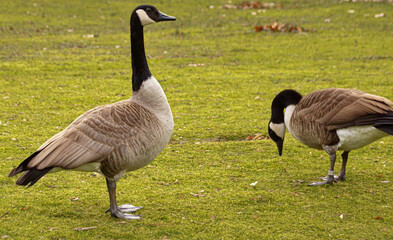 Goose on green lawn in a park