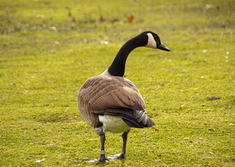 Goose on green lawn in a park
