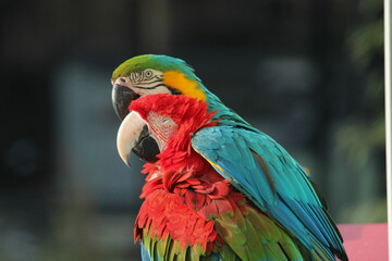 Amitié entre Ara © Camille