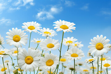 Daisies on a Summer Day with Clipping Path Cheerful daisies, each isolated with a clipping path, on a bright, summery background, conveying happiness and simplicity.  Generative AI,