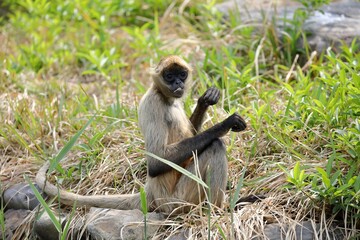 座ったカメラ目線のジェフロイクモザル