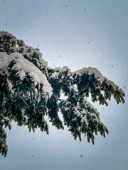 Snow covered fir tree with a grey sky and space for text