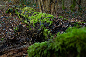 Dead tree with moss lying on the ground in a forest