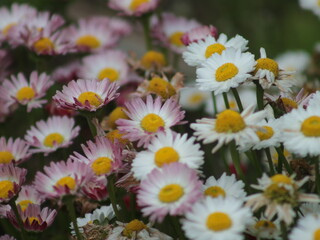 A lot of small multi-colored flowers daisies