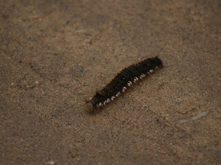 A brown caterpillar crawls along the road