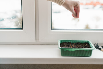 Female hand sows seeds in a container with earth indoors. Hobbies, gardening, spring planting at...