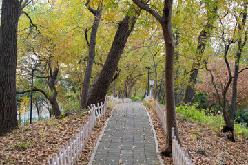 Pathway and colorful autumn foliage in the garden