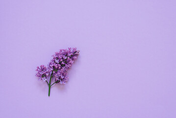 Sprig of lilac flowers on a colored background. Monochrome postcard with flowers for my mother, Valentine's day or spring has come
