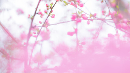 Abstract background with pink blossoming flowers in springtime in the garden. Pink haze of petals.