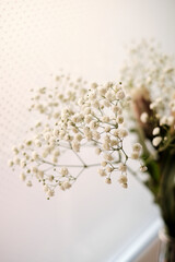 A branch of gypsophila