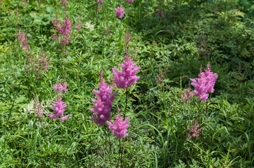 Obraz premium Multicolored astilbe plants in garden.