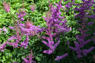 Multicolored astilbe plants in garden.