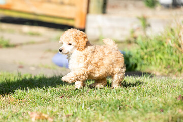 Poodle Puppies