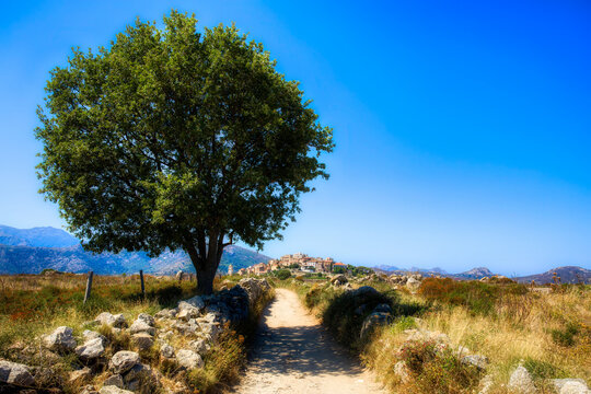 The Narrow Road Leading to the Beautiful Medieval Village of Sant’Antonio on a Hilltop in the Balagne Region on Corsica