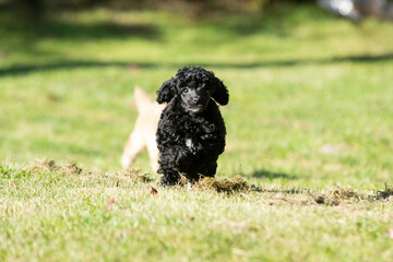 Poodle Puppies