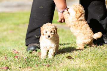 Miniature Poodle Puppies