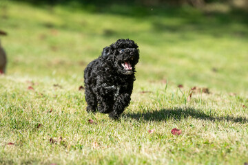 Miniature Poodle Puppies