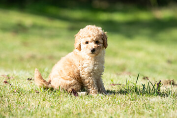 Miniature Poodle Puppies