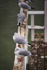 seagull on the pier - obrazy, fototapety, plakaty