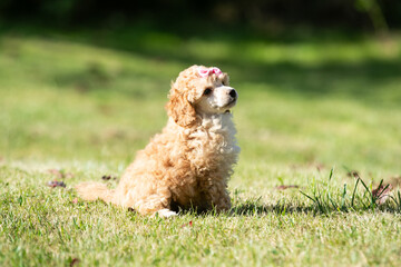 Miniature Poodle Puppies