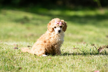 Miniature Poodle Puppies