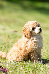 Miniature Poodle Puppies